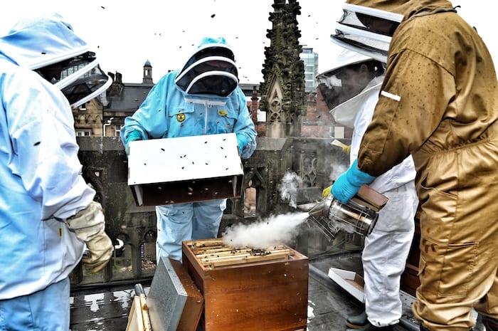 Manchester Cathedral bees