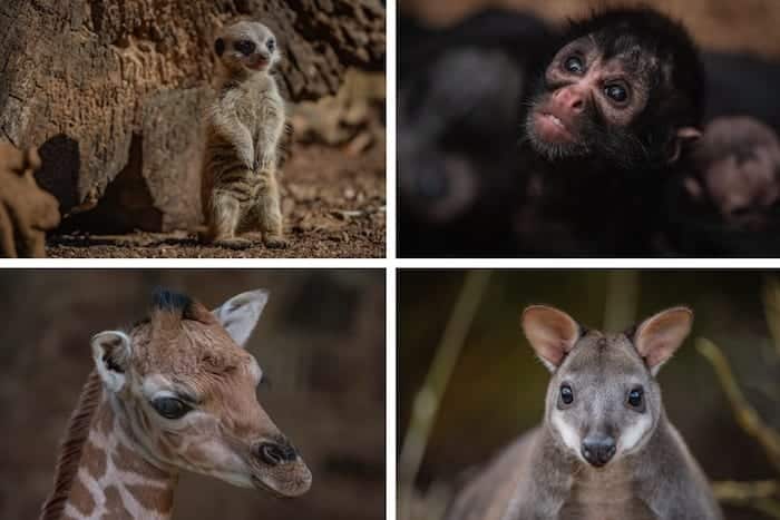 The cute baby animals you have to meet at Chester Zoo this summer