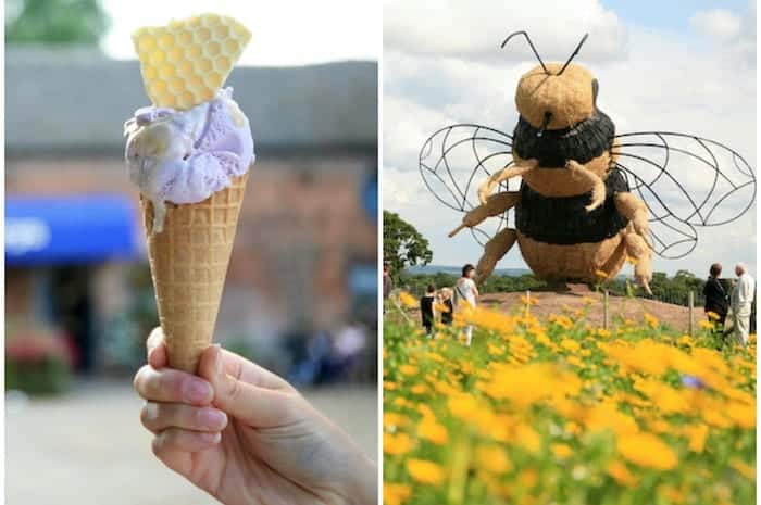 Snugburys ice cream bee