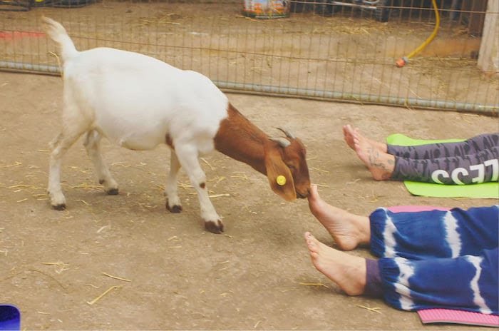 goat yoga bbc