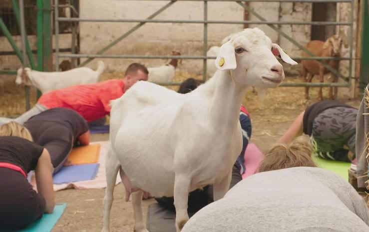 goat yoga Ramsbottom farm