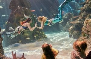 Sea Life mermaids